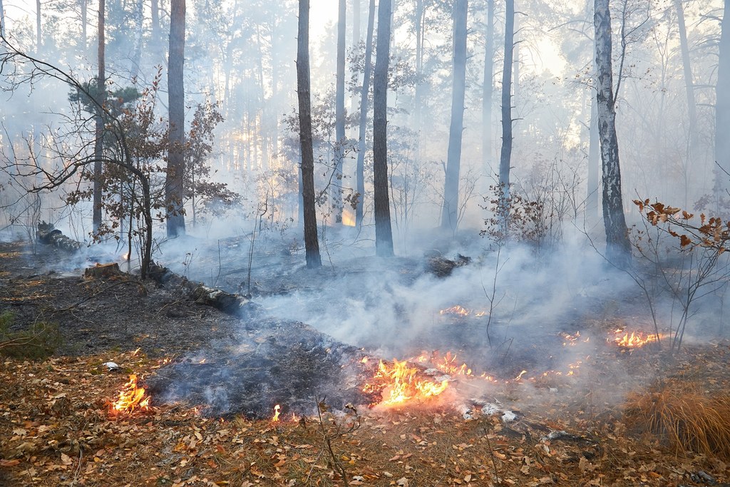 Pożary lasów - strażacy mają coraz więcej pracy