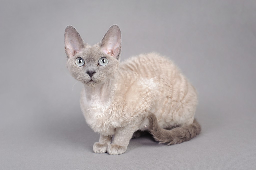 Kot devon rex