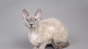 Kot devon rex