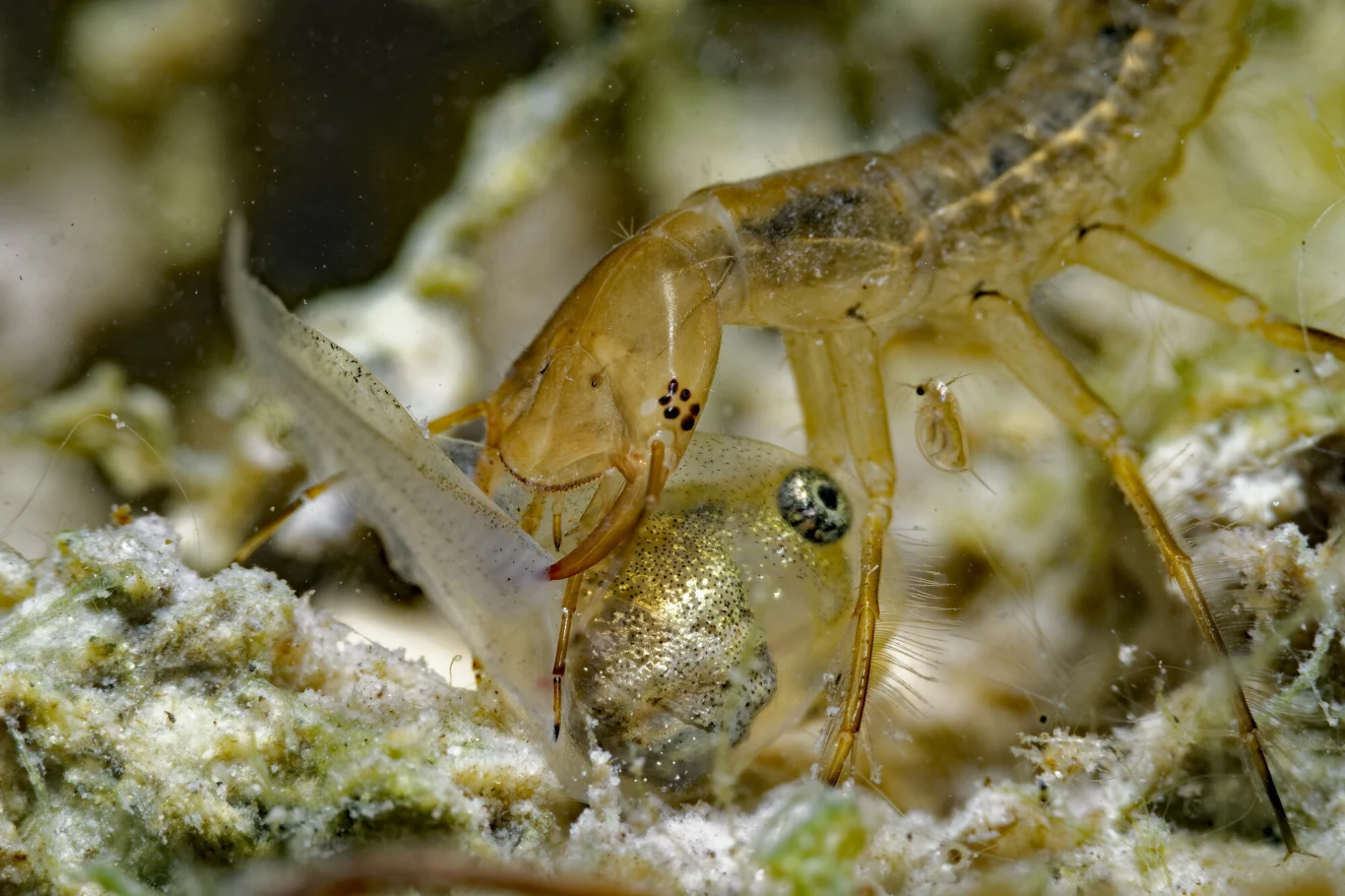Larwa pływaka żółtobrzeżka pożera kijankę żaby trawnej