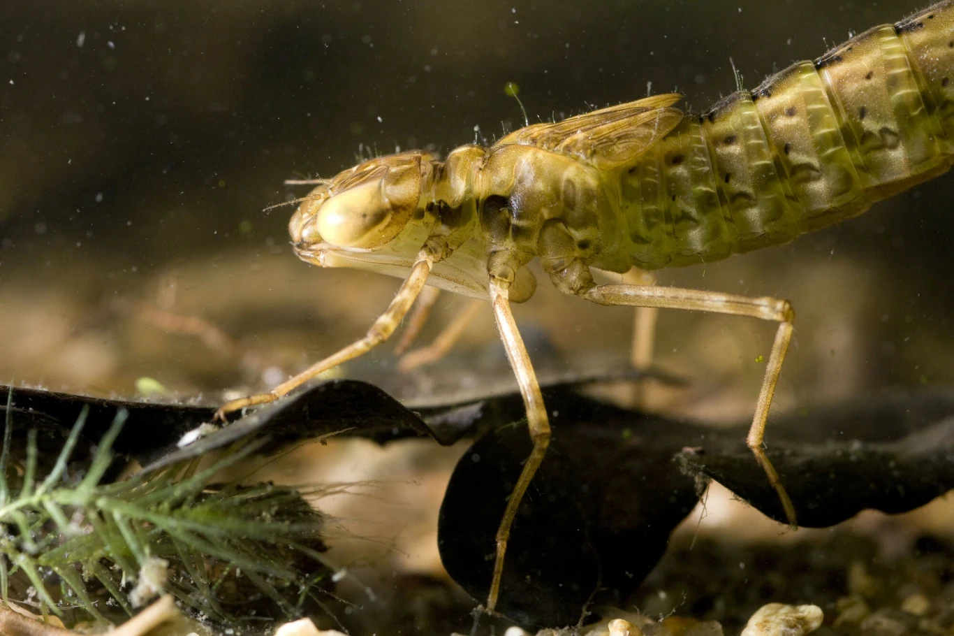 Drapieżna larwa ważki żagnicy torfowej
