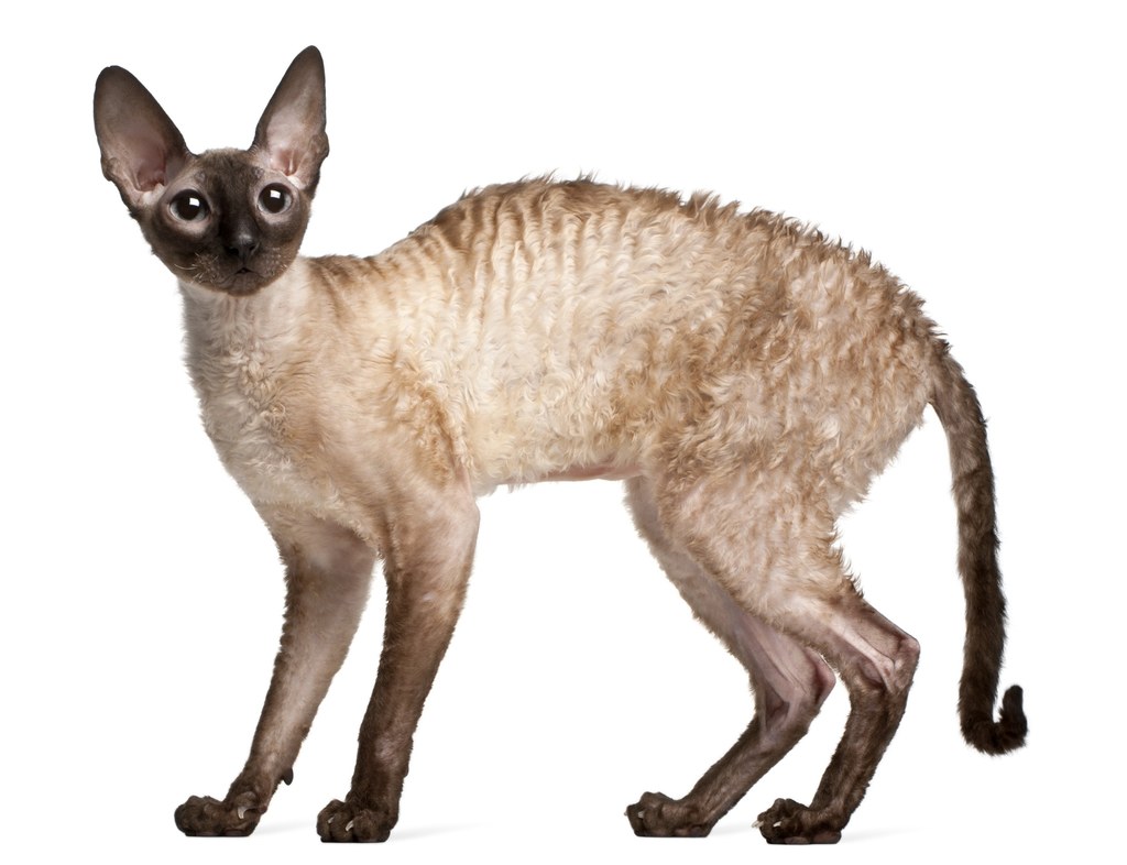 Kot Cornish rex.