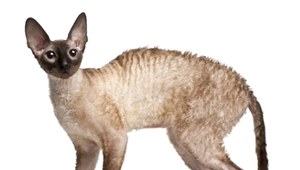 Kot Cornish rex.