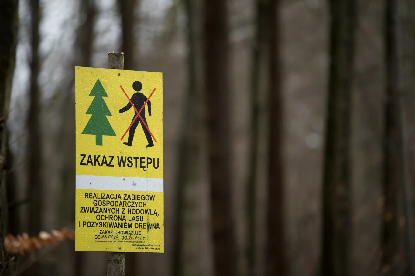 Prezydent Stalowej Woli obiecał, że nie wytnie ogromnej liczby drzew, ale mieszkańcy i leśnicy nie mają pewności, że nie dojdzie do dewastacji przyrody. Prezydent Stalowej Woli obiecał, że nie wytnie ogromnej liczby drzew, ale mieszkańcy i leśnicy nie mają pewności, że nie dojdzie do dewastacji przyrody.