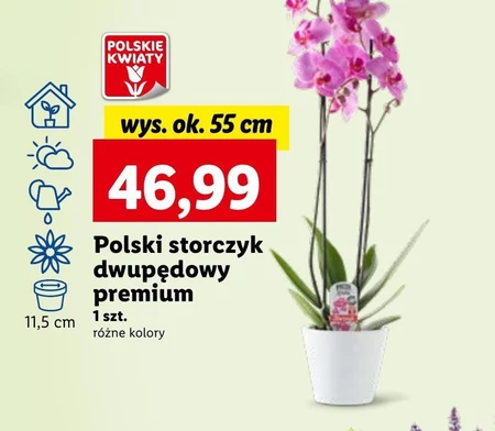 Storczyk Polskie kwiaty