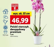 Орхідея Polskie kwiaty