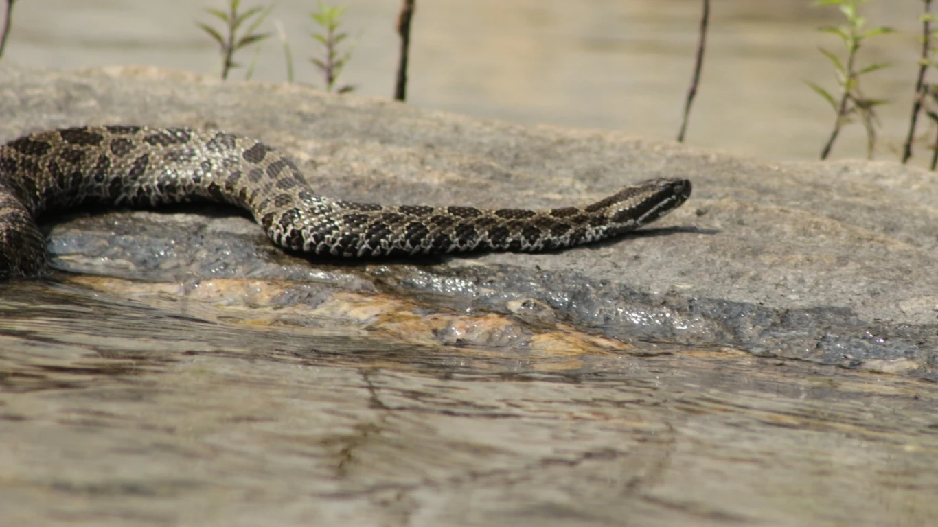 Grzechotnik Sistrurus catenatus catenatus Grzechotnik Sistrurus catenatus catenatus