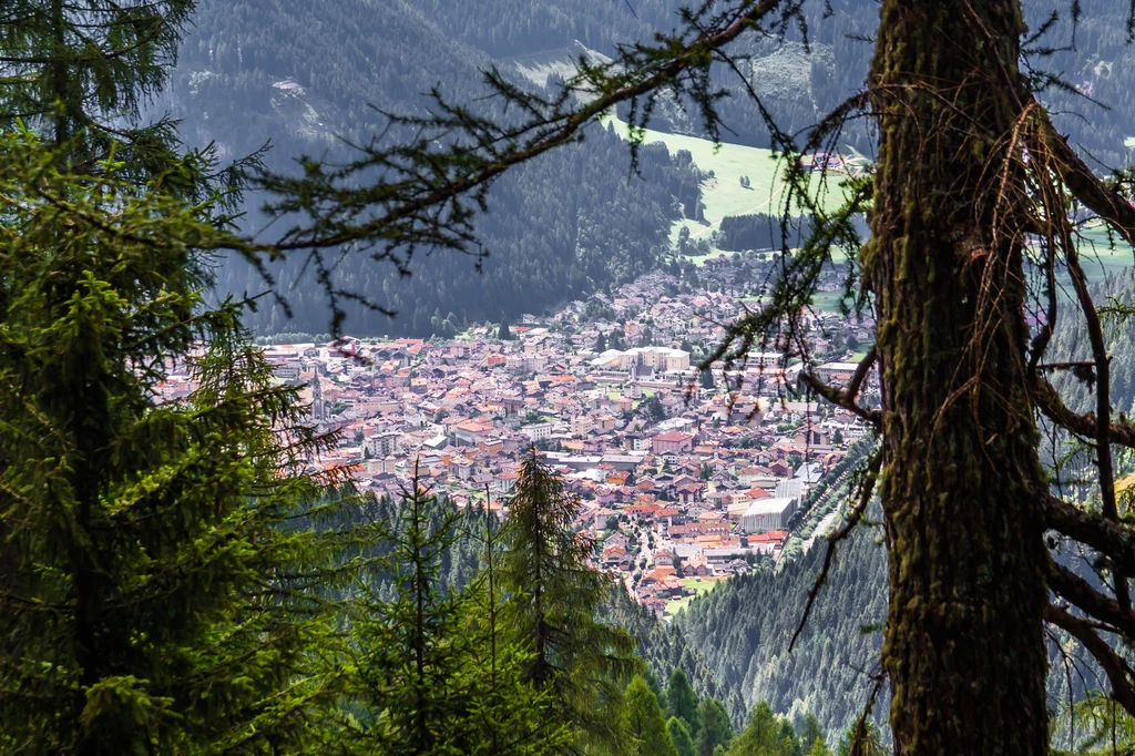 Świerki w Val di Fiemme mają niezwykłe właściwości