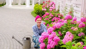 Twoja hortensja nie kwitnie? Ogrodnik zdradza przyczynę