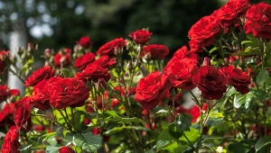 Kup w aptece za kilka złotych i podlewaj róże. Ogród utonie w kwiatach