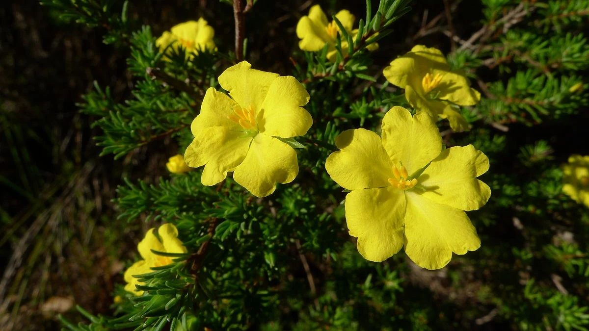 Hibbertia - żółto kwitnąca roślina z Australii Hibbertia - żółto kwitnąca roślina z Australii