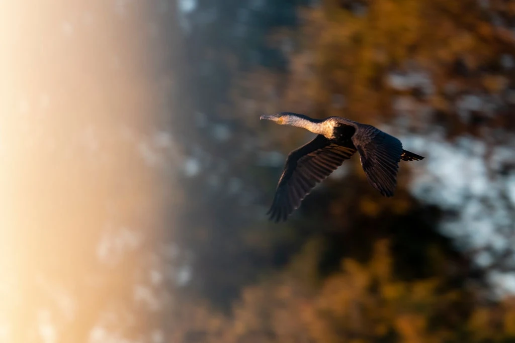 Kormoran przypłynął do Polski ze Szwecji. To ptaki silnie związane z wodą Kormoran przypłynął do Polski ze Szwecji. To ptaki silnie związane z wodą