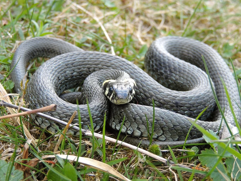 Zaskroniec zwyczajny doskonale radzi sobie na lądzie, jak i w wodzie. 