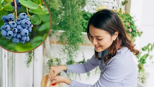 Borówki w doniczce na balkonie będą rosły równie dobrze, jak w glebie. Pamiętaj jednak o tym