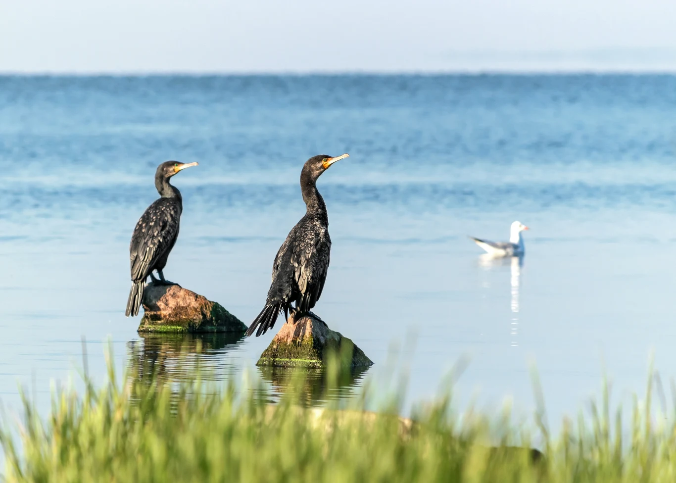 Młode ptaki, a także foki są zabijane przez rybaków, ponieważ stanowią dla nich konkurencję