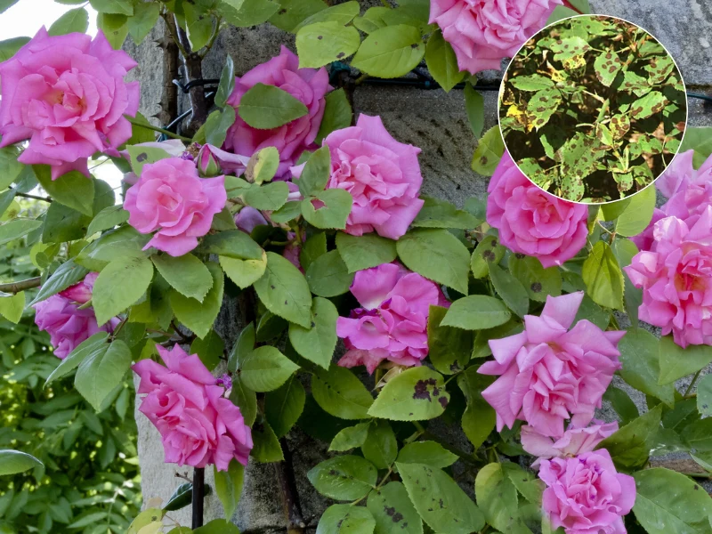 Czarna plamistość róży to poważna choroba grzybowa, której nie powinieneś lekceważyć Czarna plamistość róży to poważna choroba grzybowa, której nie powinieneś lekceważyć