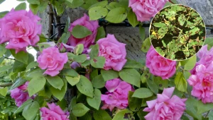 Plamistość czarna niszczy róże sąsiada? Podlewaj swoje wodą z tym dodatkiem, a pozostaną piękne