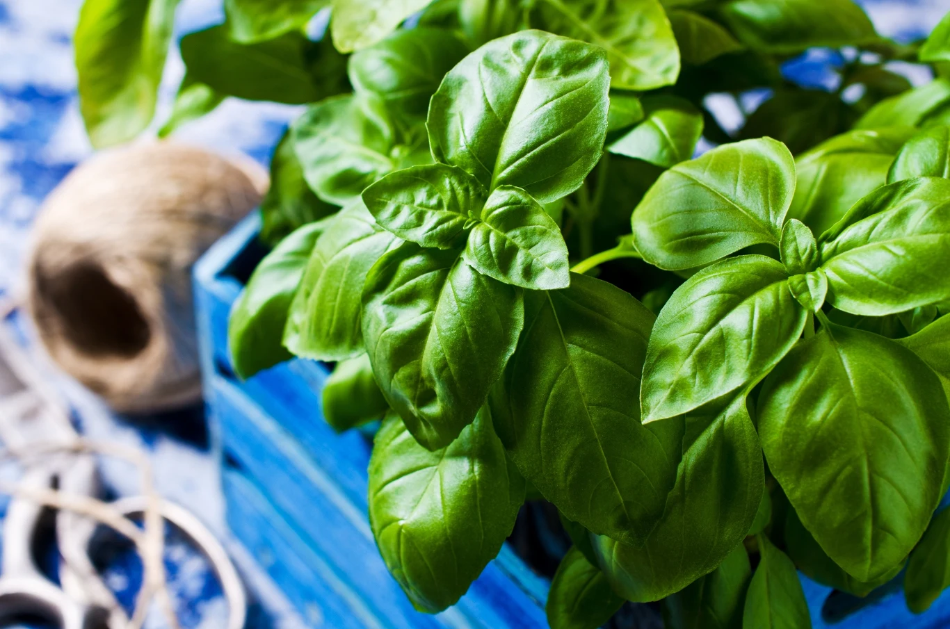 Bazylię warto posadzić w donicach. Skutecznie odstrasza kleszcze. 