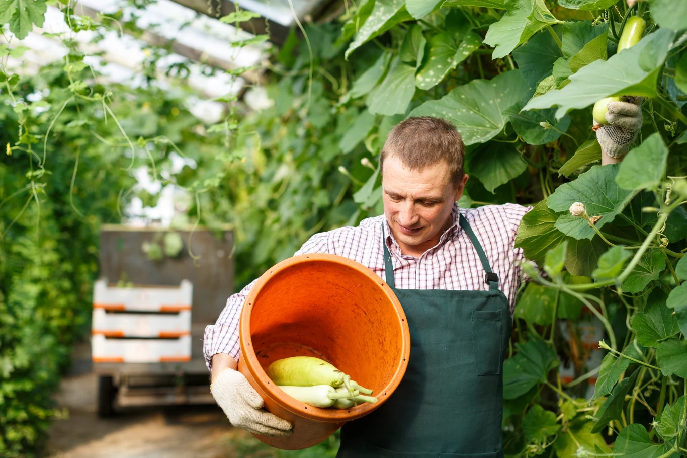 Zbiory cukinii mogą być obfite. Wystarczy odżywić rośliny odpowiednią mieszanką z resztek. 