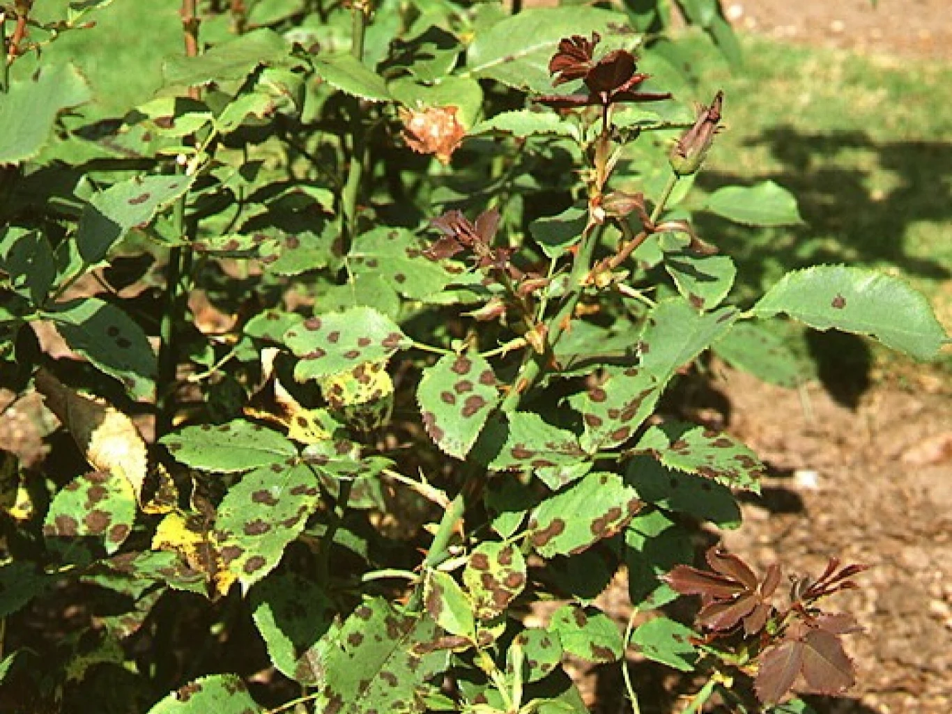 Przy czarnej plamistości róż, plamy na liściach najpierw są małe i brązowe. Później zaczynają ciemnieć i powiększać się Przy czarnej plamistości róż, plamy na liściach najpierw są małe i brązowe. Później zaczynają ciemnieć i powiększać się