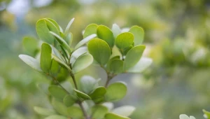 Do złudzenia przypomina bukszpan. Jest jednak łatwiejszy w uprawie i odporny na ćmę