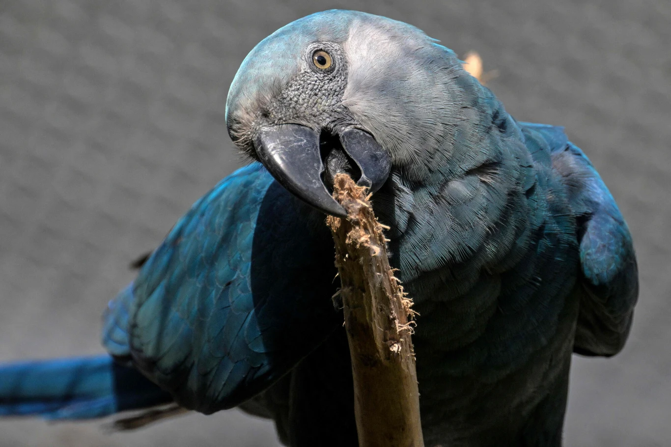 Pierwotnie gatunek ten występował endemicznie we wschodniej Brazylii