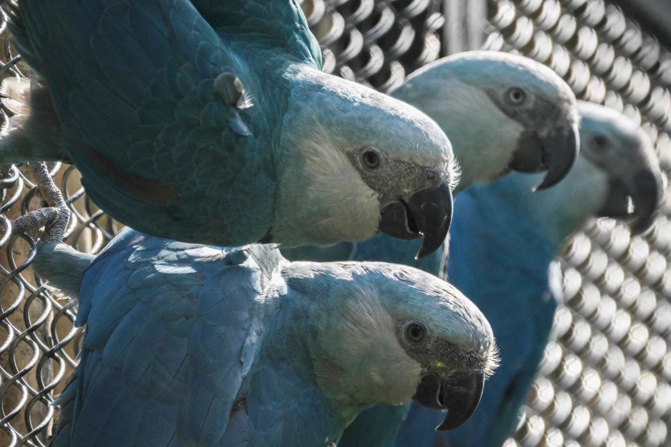 Udany program reintrodukcji ary modrej stanął jednak pod znakiem zapytania w maju 2024 roku