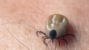 Domowy preparat na kleszcze pomoże chronić przed groźnymi pajęczakami