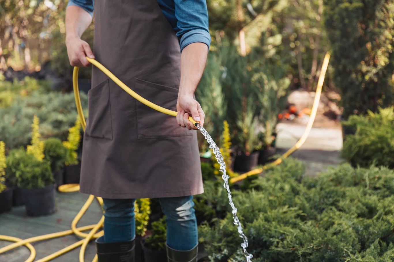 Aż 125 gmin zakazało używania wody wodociągowej do podlewania roślin.