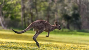 Prehistoryczne kangury nie skakały? Zbadano kości ich przodków