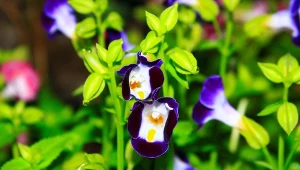 Podobne do bratków, lecz kwitną aż do jesieni. Najlepszy wybór na balkon 