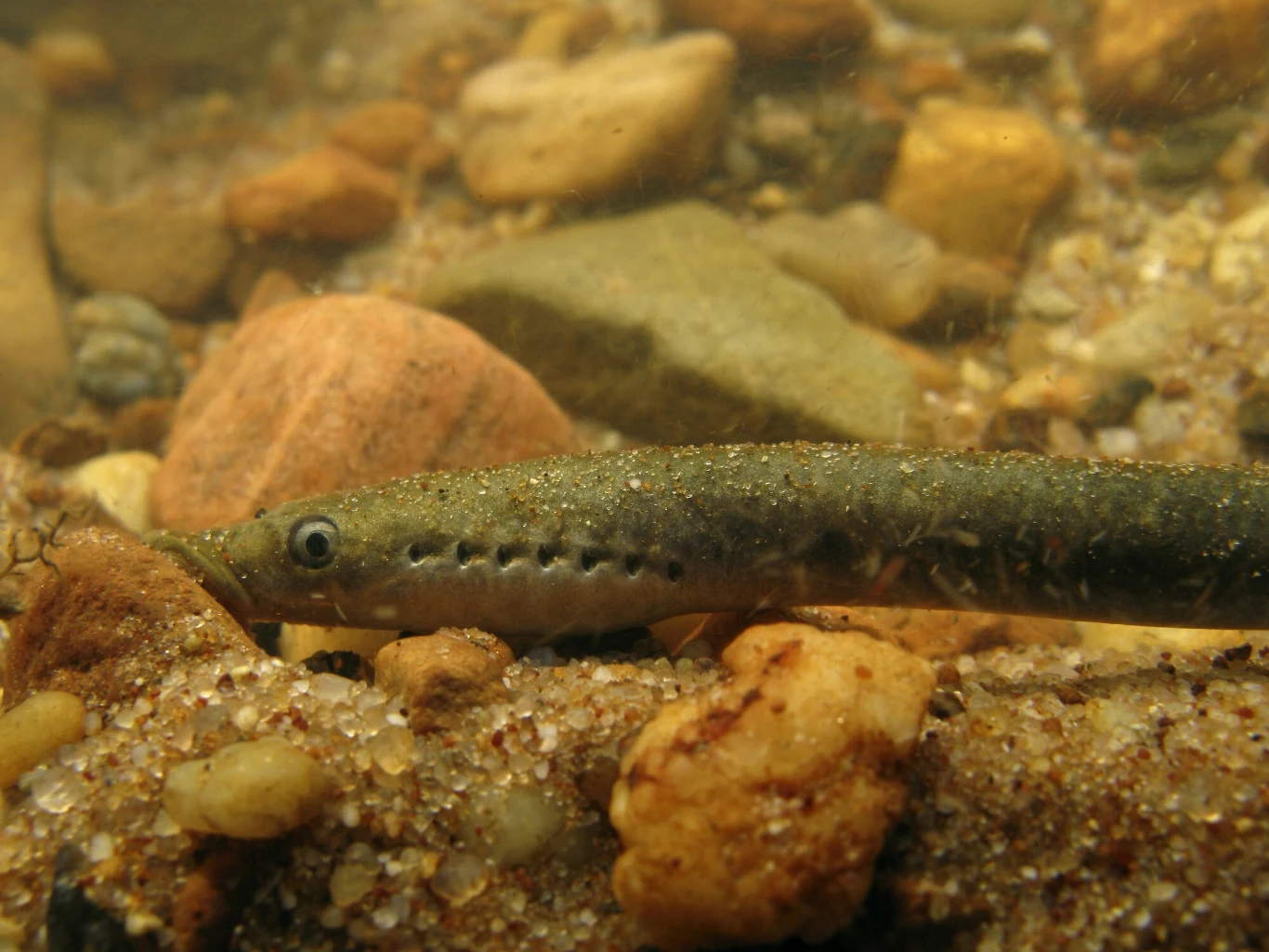 Lampetra planeri, czyli minóg strumieniowy Lampetra planeri, czyli minóg strumieniowy