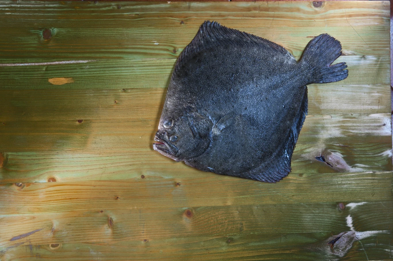 Turbot Turbot