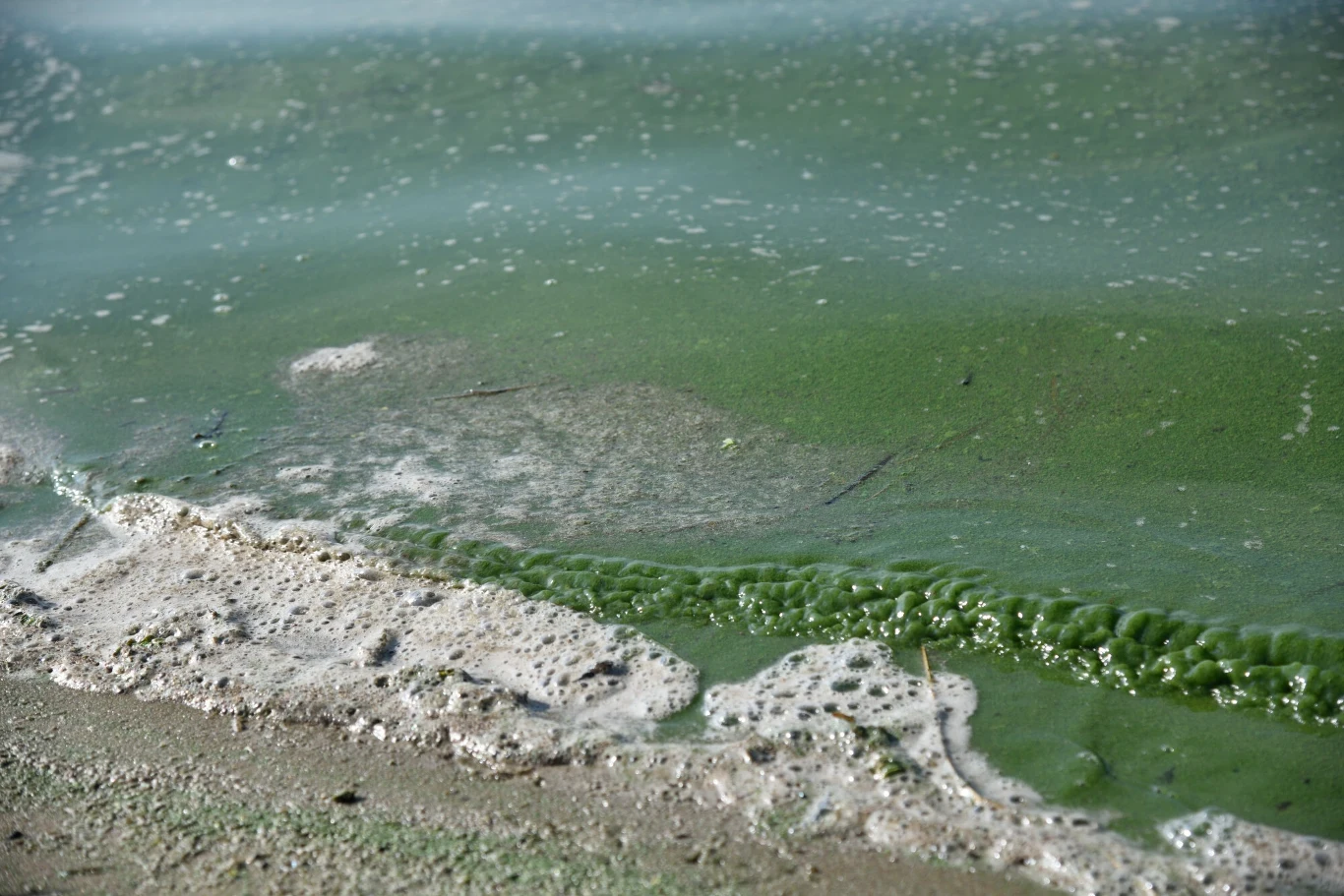 Sinice w Polsce. Rośnie liczba zamkniętych kąpielisk Sinice w Polsce. Rośnie liczba zamkniętych kąpielisk