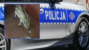 Mazowieckie. Znalazł w lesie małego dzika. Zabrał go do domu