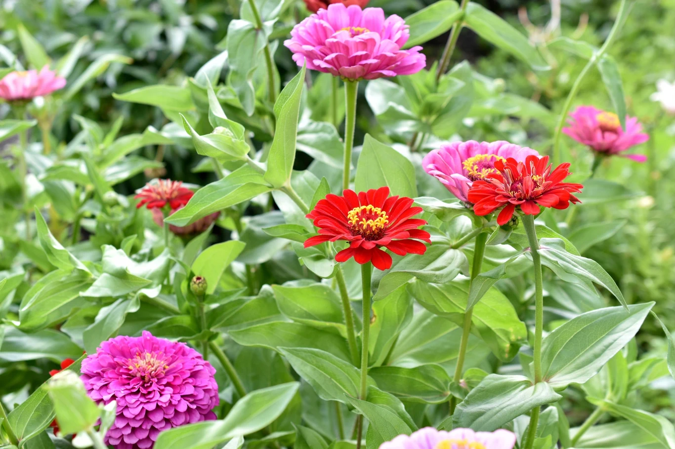 Cynie to wielobarwne kwiaty, które pięknie zdobią niejeden ogród. Wystarczy o nie odpowiednio zadbać, aby kwitły do późnej jesieni.