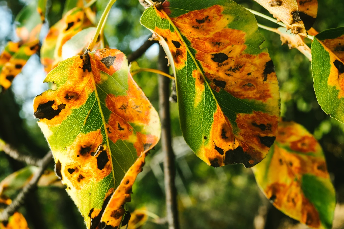 Poparzone liście podczas upałów.