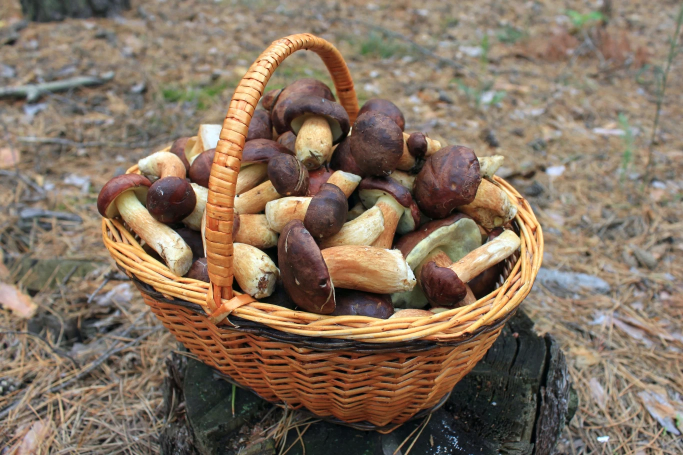 Każdy grzybiarz chciałby zebrać pełen koszyk grzybów. W Małopolsce jest mnóstwo miejsc, z których można wrócić z imponującym łupem.