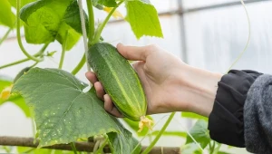 Zbierz na łące, zalej wodą i podlewaj ogórki. Nie nadążysz ze zbieraniem plonów