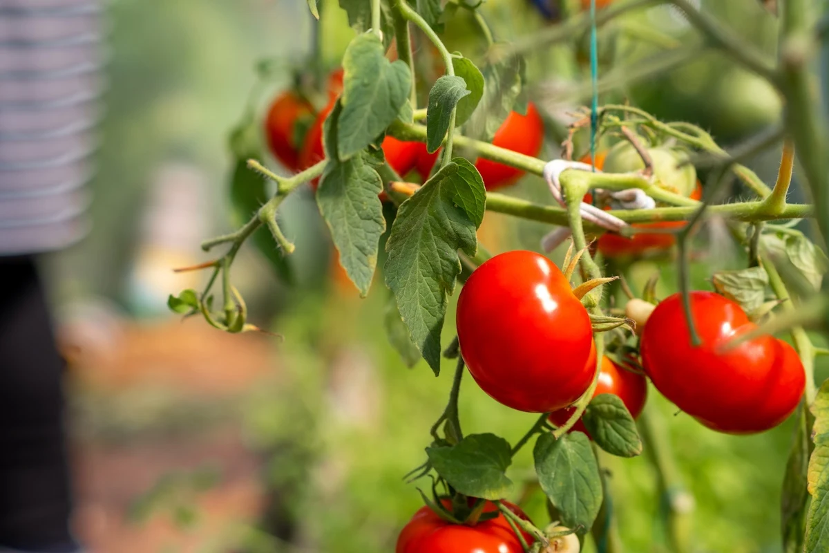 Jak uratować pomidory? Wystarczy domowy oprysk Jak uratować pomidory? Wystarczy domowy oprysk