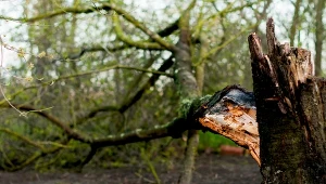 Wichury połamały drzewa i krzewy? Zrób tę maść leczniczą i posmaruj konary