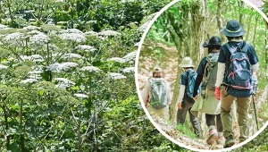 Uczestnicy pieszej wycieczki w Niemczech zostali poparzeni przez barszcz Sosnowskiego