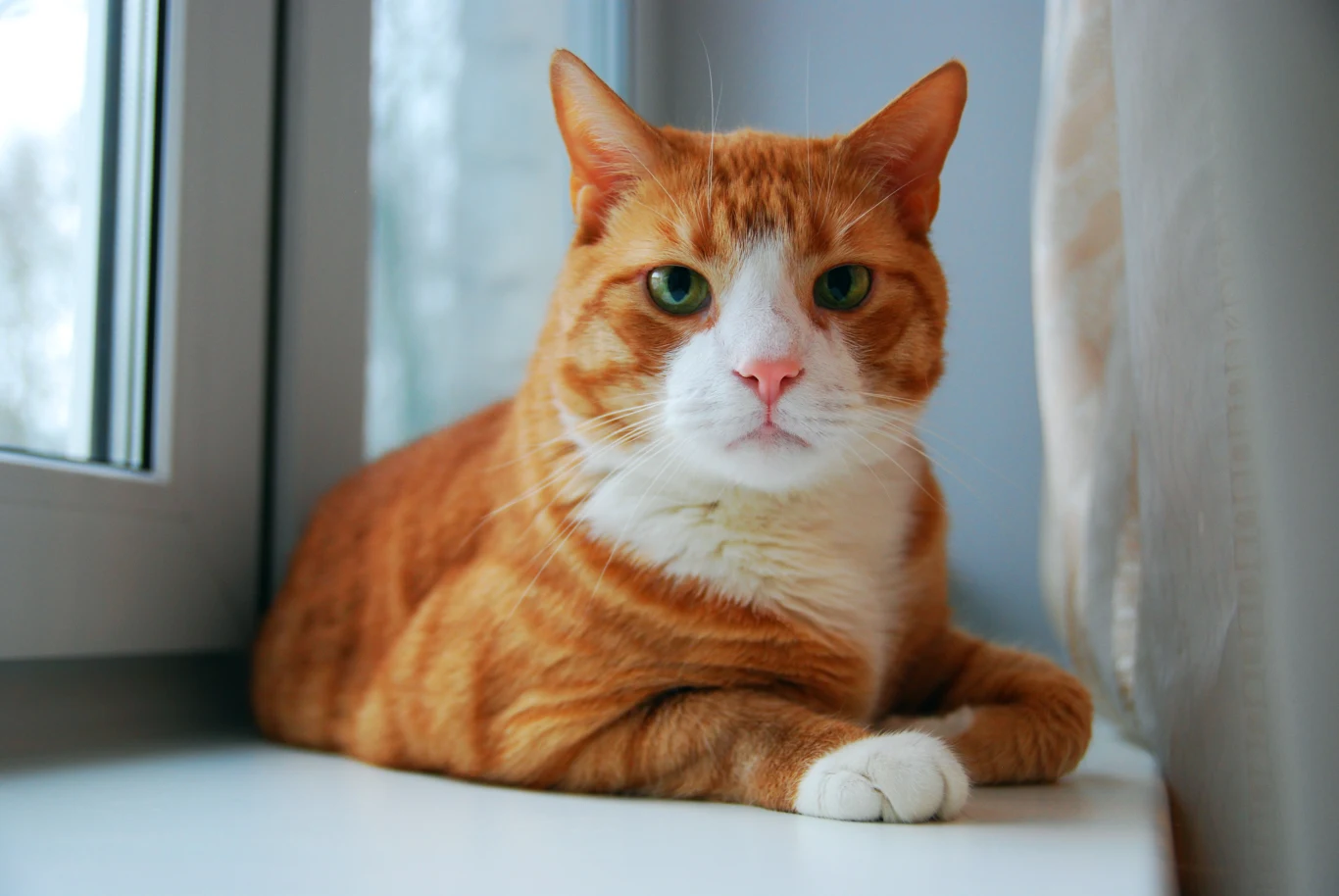 Lubisz koty z charakterkiem? 