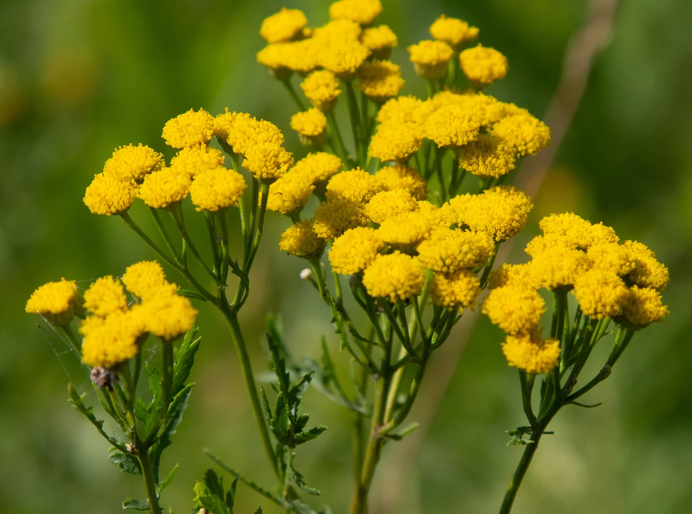 Wrotycz kwitnie na łąkach od lipca do września. Można zrobić z niego leczniczy ocet. Wrotycz kwitnie na łąkach od lipca do września. Można zrobić z niego leczniczy ocet.