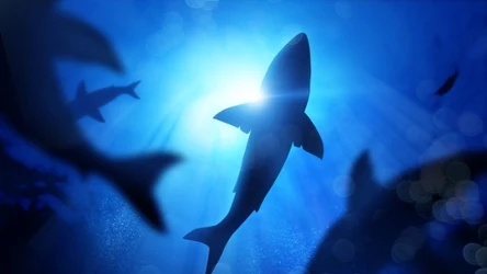 U wybrzeży Hurghady zaobserwowano rekina. Hotele zamknęły plaże.