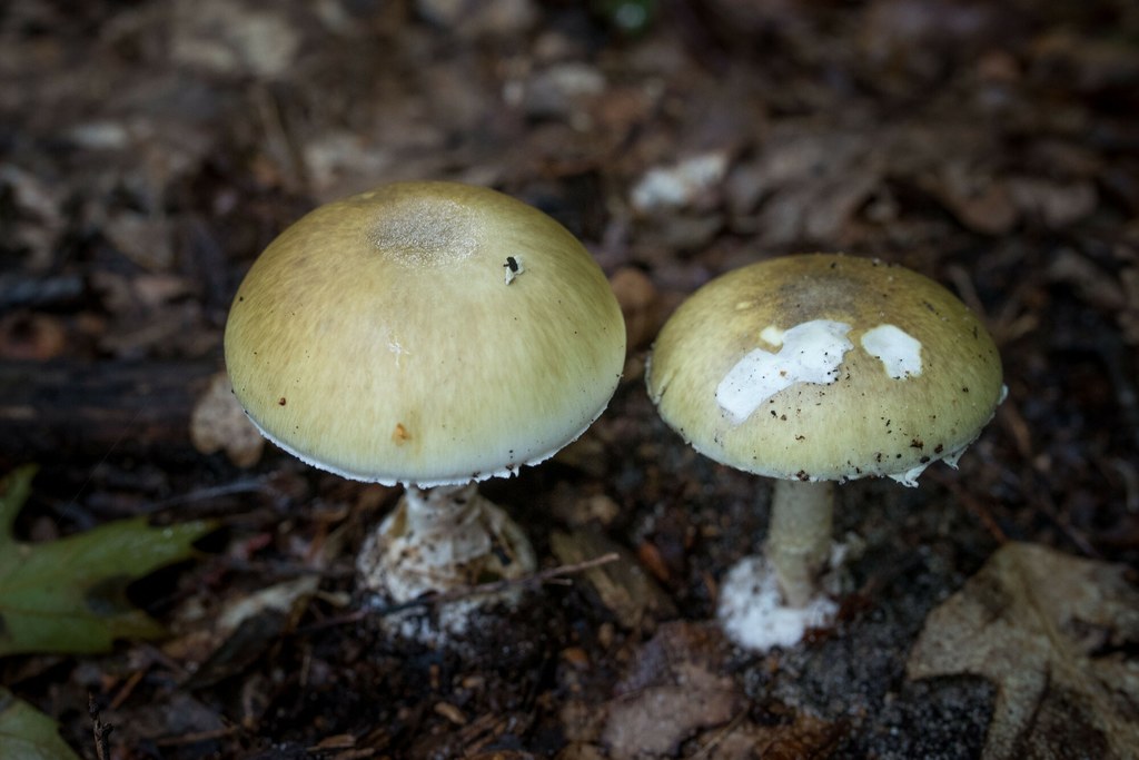 Muchomora zielonawego (sromotnikowego) łatwo pomylić np. z pieczarką. Już niewielka ilość prowadzi do poważnego zatrucia lub śmierci