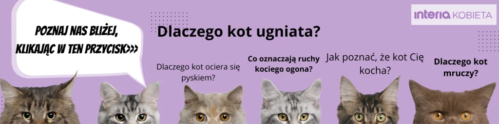 Chcesz dowiedzieć się więcej na temat kotów? Kliknij w obrazek!