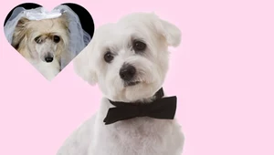 Śluby psów coraz bardziej popularne. Modę kreują Chińczycy