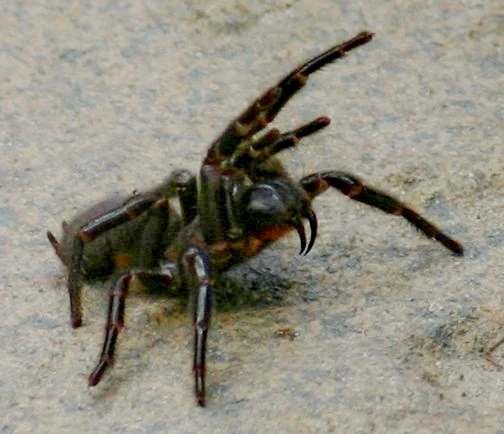 Ptasznik australijski Ptasznik australijski