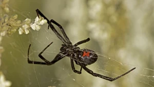 Czarna wdowa to jeden z najbardziej jadowitych pająków.